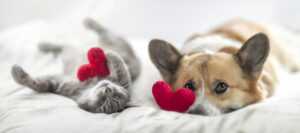 How to Save on Pet Care Costs