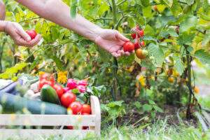 Stretch Your Food Budget by Planting a Garden